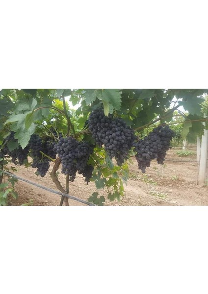 Tüplü Fidan Erkenci Üzüm Fidanı Sinan Bey