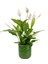 Barış Çiçeği - Spathiphyllum Yeşil Maya 1