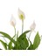 Barış Çiçeği - Spathiphyllum Yeşil Maya 3