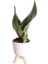 Paşa Kılıcı - Sansevieria Trifasciata Kırçıllı Beyaz Zoe 1