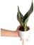 Paşa Kılıcı - Sansevieria Trifasciata Kırçıllı Beyaz Zoe 2