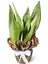 Paşa Kılıcı - Sansevieria Moonshine 1