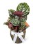 Dua Çiçeği - Calathea Sanderiana 1