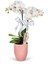 Midi Orkide - Pembe Lily Beyaz Orkide 1