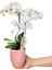 Midi Orkide - Pembe Lily Beyaz Orkide 2