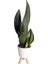 Paşa Kılıcı - Sansevieria Trifasciata Beyaz 1