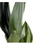 Paşa Kılıcı - Sansevieria Trifasciata Beyaz 3