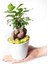 Ficus Ginseng Bonsai - Beyaz Lily 1