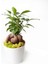 Ficus Ginseng Bonsai - Beyaz Lily 2