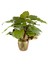 Homalomena Rubescens Maggy 1