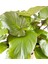 Homalomena Rubescens Maggy 2