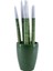 Paşa Kılıcı - Beyaz Sansevieria - Yeşil Lily 1