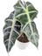 Fil Kulağı Bitkisi - Alocasia Polly Beyaz Nora 3