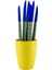 Paşa Kılıcı - Mavi Sansevieria - Sarı Lily 1