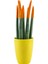 Paşa Kılıcı - Turuncu Sansevieria - Sarı Lily 1