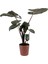 Alocasia Yucata Princess - Kahverengi Nora 1