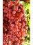 Tüplü Fidan Crimson Seedles Üzüm Fidanı 1