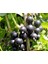 Tüplü Fidan Siyah Golyat Frenk Üzümü 1