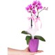 Nema Bahçe Midi Orkide - Mor Lily Pembe Orkide