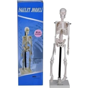 İskelet Modeli 46 Cm Standlı