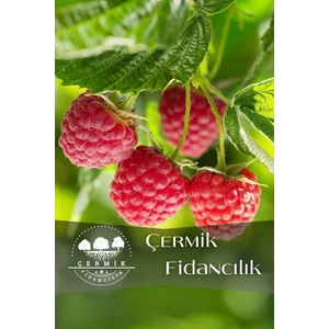 Çermik Fidancılık Yediveren Ahududu Fidanı