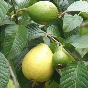 Nadir Tüplü Armut Guava Fidanı Meyve Verme Yaşında