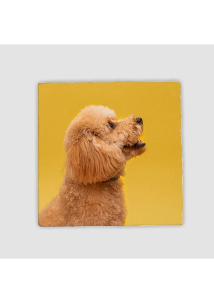 Toy Poodle Tasarımlı Doğal Taş Bardak Altlığı
