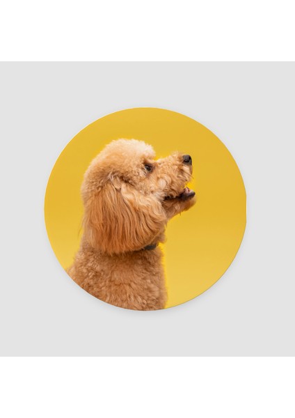 Toy Poodle Tasarımlı Yuvarlak Bardak Altlığı