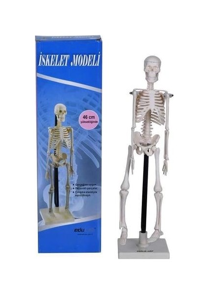 İskelet Modeli 46 cm Standlı