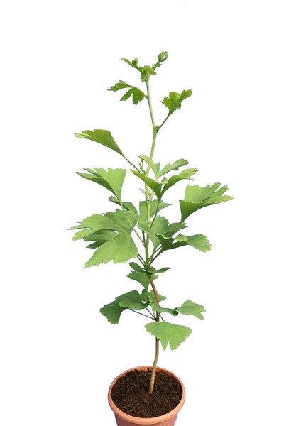 Tunç Botanik Ginkgo Biloba Fidanı - Mabet Ağacı