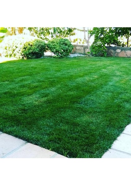 Amonyum Sülfat Şeker Gübresi Çim Gübresi 5 kg fiyatları