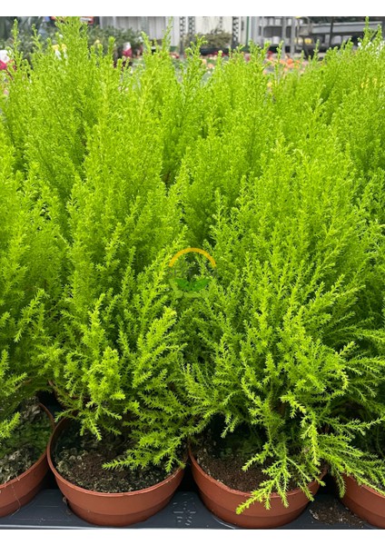 10 Adet Limoni Servi Paketi - Cupressus Macrocarpa 'wilma Goldcre