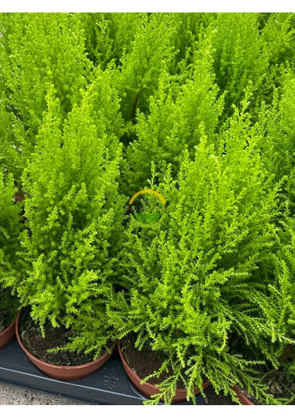 10 Adet Limoni Servi Paketi - Cupressus Macrocarpa 'wilma Goldcre