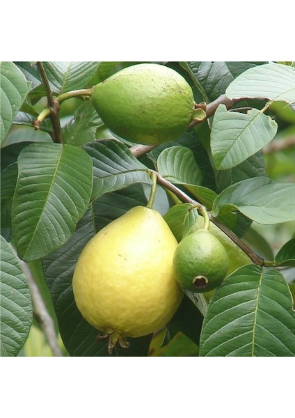 Nadir Tüplü Armut Guava Fidanı Meyve Verme Yaşında