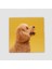 Toy Poodle Tasarımlı Doğal Taş Bardak Altlığı 1