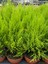 10 Adet Limoni Servi Paketi - Cupressus Macrocarpa 'wilma Goldcre 1
