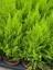 10 Adet Limoni Servi Paketi - Cupressus Macrocarpa 'wilma Goldcre 2