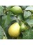 Nadir Tüplü Armut Guava Fidanı Meyve Verme Yaşında 1