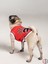 Chicago Yazlık Köpek Forma Kedi, Köpek Kıyafeti Küçük Irklar 0-15kg KK-115 3
