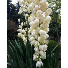 Doğaşık Avize Çiçeği 40 60 cm Fidanı