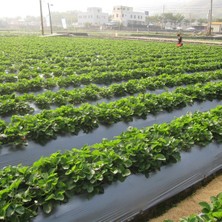 Sera Trend Mulch Naylonu 1,4X500 Metre Siyah Taban Örtüsü Pidok Çilek Mulch 20 Micron Uv Li Sebze Naylonu