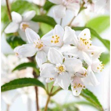 Doğaşık Havlu Püskülü Fidanı Katlı 3 Yaşında Tüplü