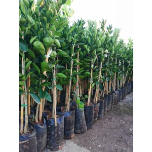 Mimoza Çiçek Mandalina Fidanı Satsuma Mandalina