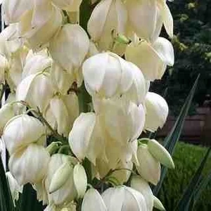 Avize Çiçeği 40 60 cm