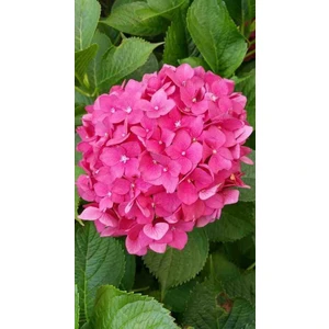 Pembe Ortanca Çiçeği Fidanı Saksıda