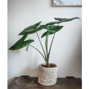 Bi Kaktüs Dünyası Alocasia Zebrina