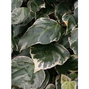 40 50 cm Alacalı Orman Sarmaşığı