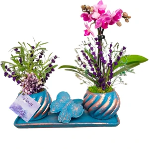 Çiçek Seli Mini Orkide ve Canlı Lavanta Kelebek Set Saksıda & Canlı Bitki Tasarımı & Orkide Çiçeği