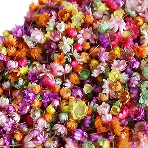 1420 Adet Preslenmiş Gerçek Kurutulmuş Çiçekler Epoksi Reçine Takı Yapımı Tırnak Dıy Için Yapraklar (Yurt Dışından)