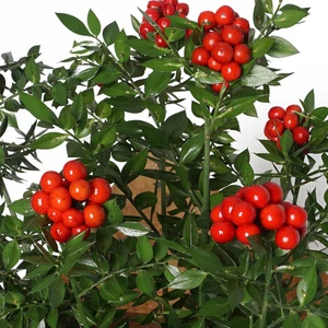 Nadir Kaktüs Kokina - Yılbaşı Çiçeği Canlı Bitki